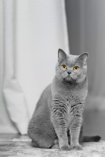 Porträt einer grauen britischen Katze, die auf dem Boden sitzt