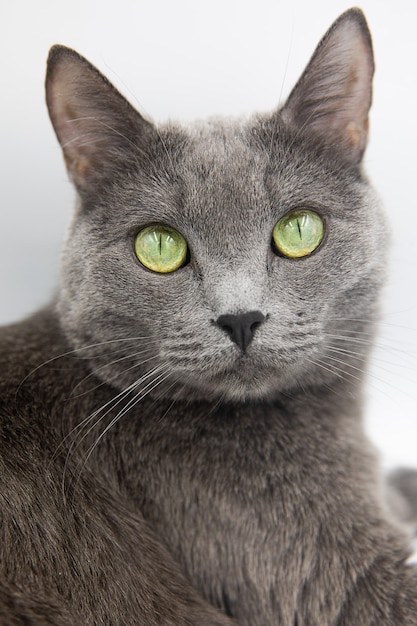 Porträt einer grauen flauschigen Katze