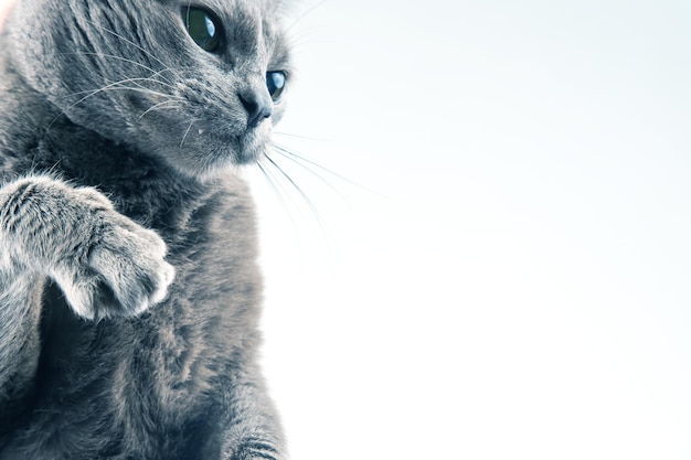 Porträt einer grauen Katze auf einer weißen Hintergrundnahaufnahme