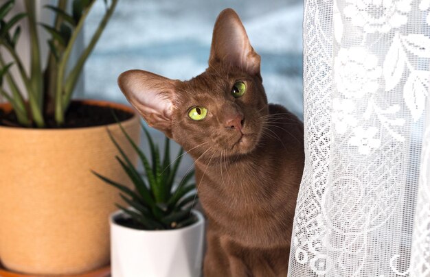 Foto porträt einer grauen katze die katze mit geschlossenen augen sitzt auf der fensterbank es gibt ein schützendes mückennetz auf dem fenster ein sträucher sonnenblumen neben der katze die tiefe des feldes ist flach weichfokus