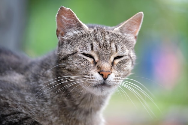 Porträt einer grauen Katze, die sich im Sommer auf der Straße im Freien ausruht