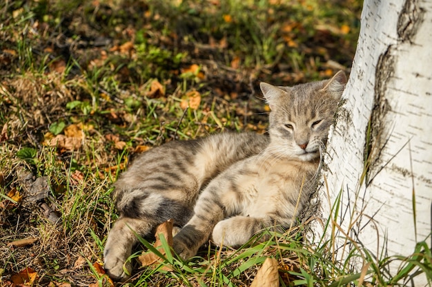 Porträt einer grauen Katze, die träge im Gras liegt.