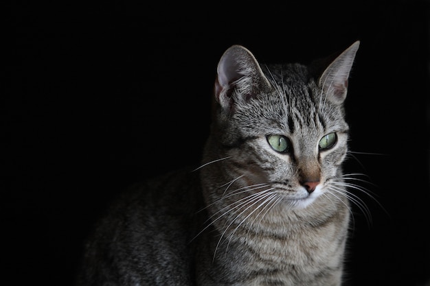 Porträt einer grauen Katze mit grünen Augen