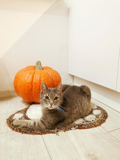 Porträt einer grauen Katze sitzt auf einem Teppich zusammen mit einem kranken orangefarbenen Kürbis im Inneren Halloween