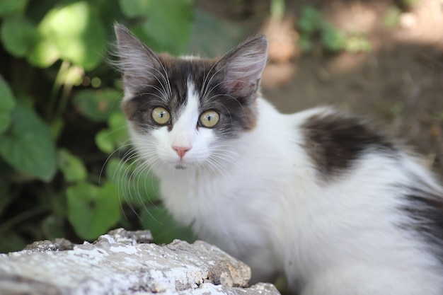 Porträt einer grauweißen kleinen Hauskatze im Freien auf einem Hintergrund von grünen Blättern