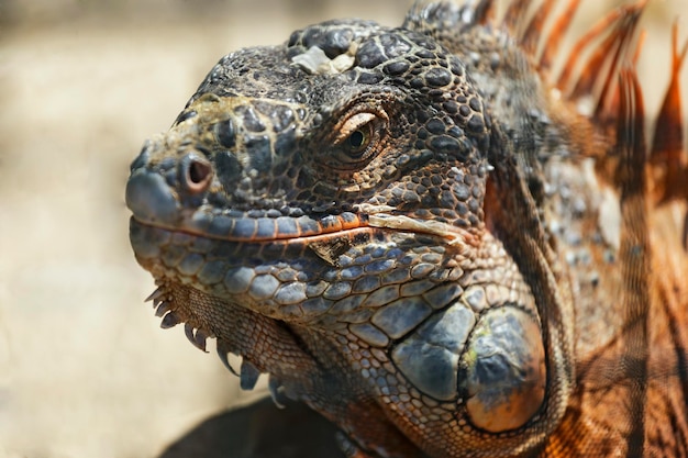 Porträt einer großen orangefarbenen Leguan. (Iguana Iguana) Nahaufnahme.