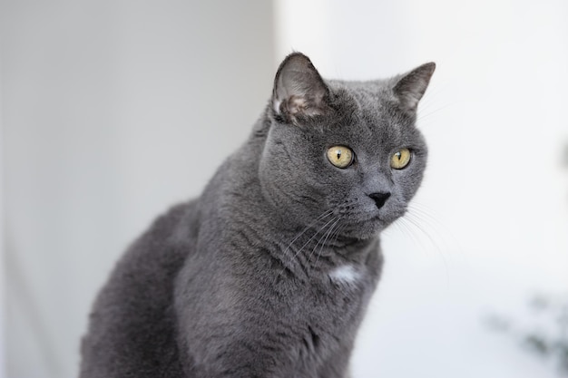 Porträt einer großen schönen grauen britischen Katze.