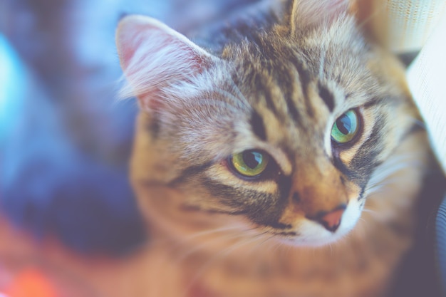 Porträt einer grünäugigen gestreiften grauen Farbe der Katze nahe bei dem Fenster.