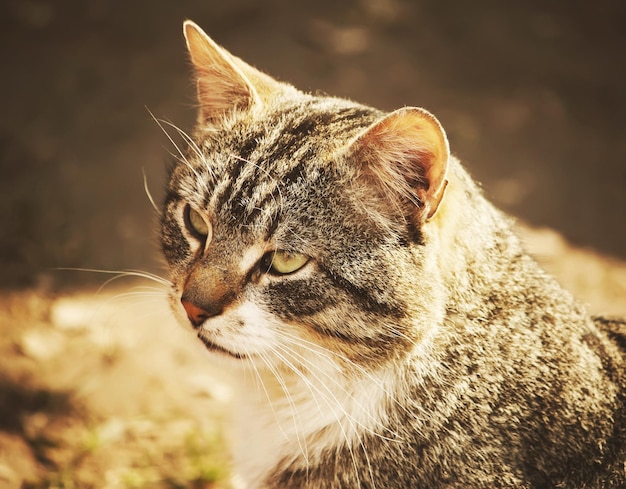 Porträt einer grünäugigen Katze auf Naturhintergrund. Vintage getöntes Bild.