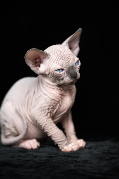 Porträt einer haarlosen Katze mit blauen Augen Kätzchen aus kanadischem Sphynx-blauem Nerz mit weißem Sitzen