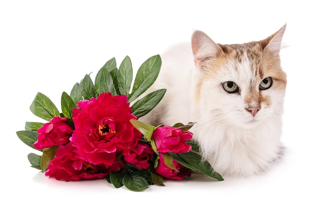 Porträt einer hübschen Katze mit den roten Blumen lokalisiert