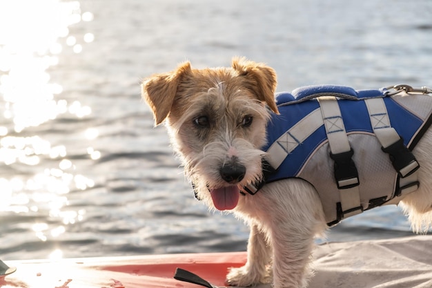 Porträt einer Hunderasse Jack Russell Terrier in einer blauen Schwimmweste im Gegenlicht auf dem See