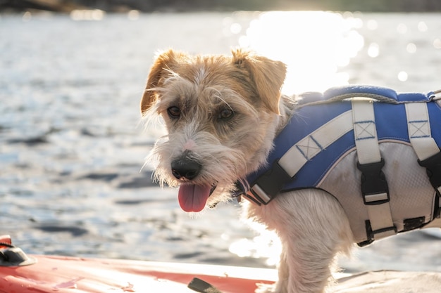 Porträt einer Hunderasse Jack Russell Terrier in einer blauen Schwimmweste im Gegenlicht auf dem See