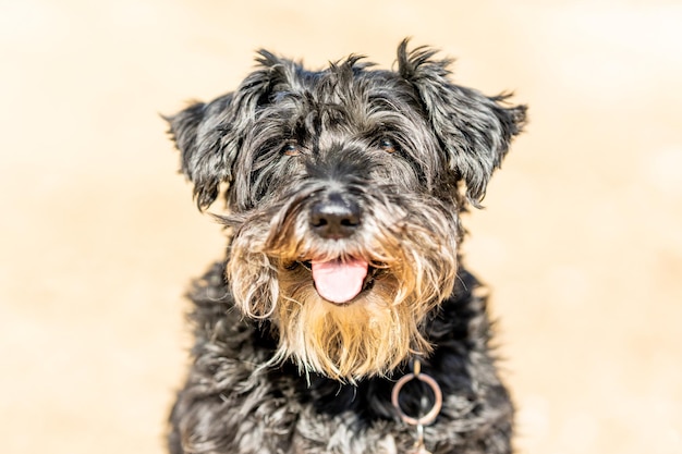 Porträt einer Hunderasse Schnauzer hautnah