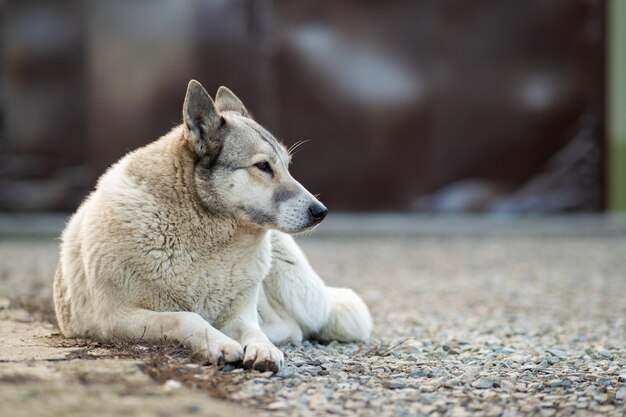 Porträt einer Hunderasse Westsibirische Laika, die draußen in einem Hof sitzt.