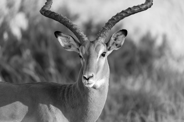 Porträt einer Impala-Antilope in der Savanne