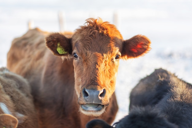 Porträt einer isländischen Kuh auf einem Bauernhof im Winter im Schnee