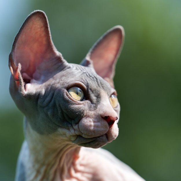 Porträt einer jungen blau-weißen kanadischen Sphynx-Katze mit gelben Augen und großen Ohren, die durch