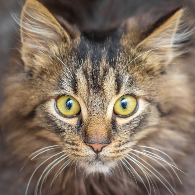 Porträt einer jungen braun gestreiften Katze mit einem aufmerksamen Blick