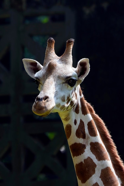 Porträt einer jungen Giraffe in ihrer Umgebung