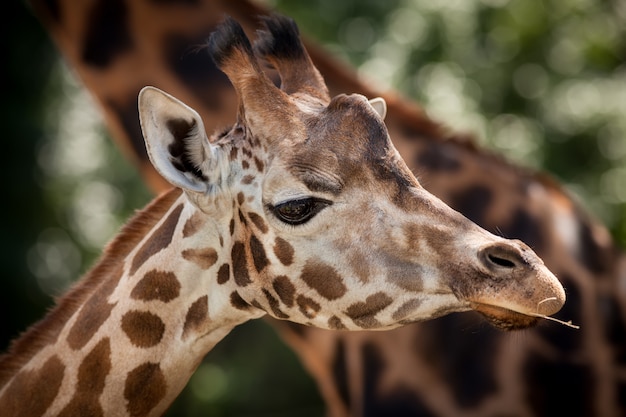 Porträt einer jungen Giraffe