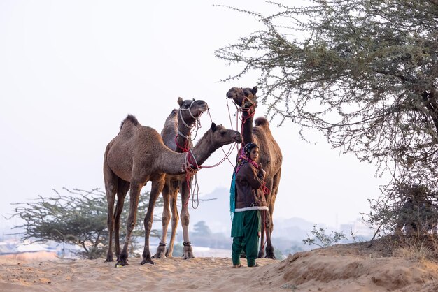 Porträt einer jungen indischen Rajasthani-Frau in farbenfrohen traditionellen Kleidern, die ein Kamel in Pushkar trägt