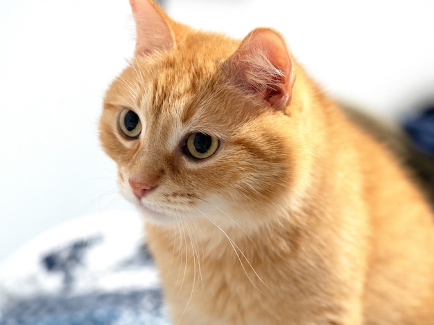 Porträt einer jungen roten Katze mit leuchtend gelbgrünen Augen, die wegschaut