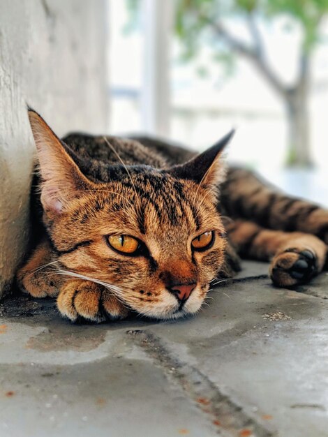 Foto porträt einer katze an der wand hautnah