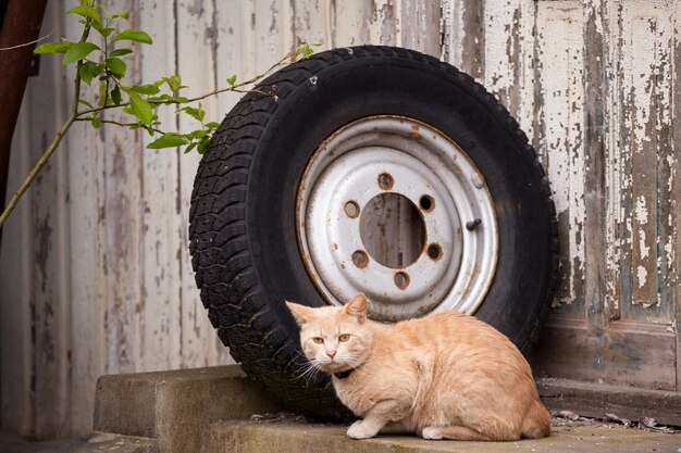 Foto porträt einer katze an einem reifen