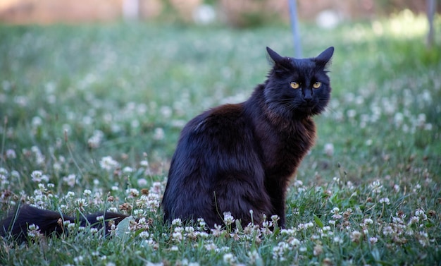 Porträt einer Katze auf dem Feld