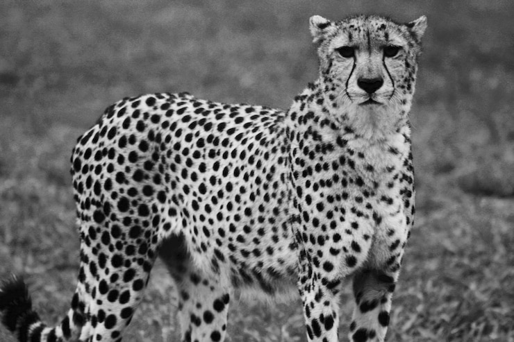 Foto porträt einer katze auf dem feld