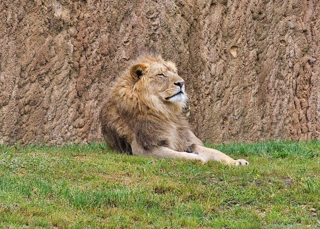 Porträt einer Katze auf dem Feld