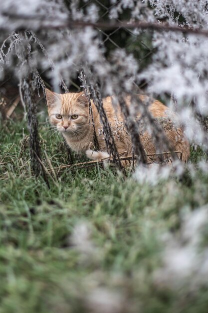 Foto porträt einer katze auf dem feld