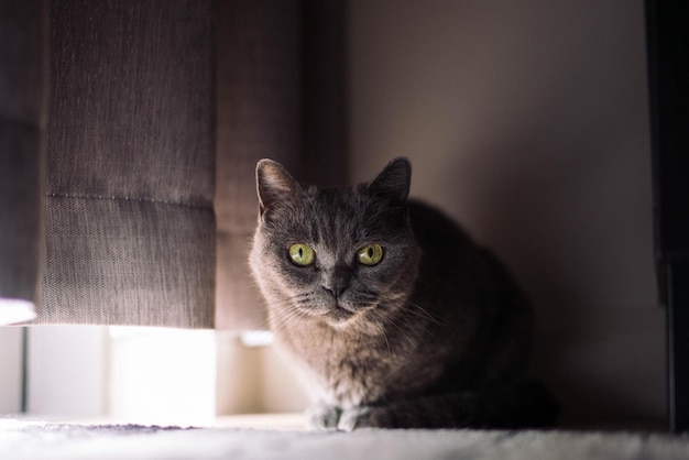 Porträt einer Katze auf dem Fensterbrett