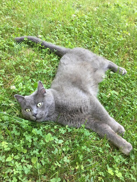 Porträt einer Katze auf dem Gras