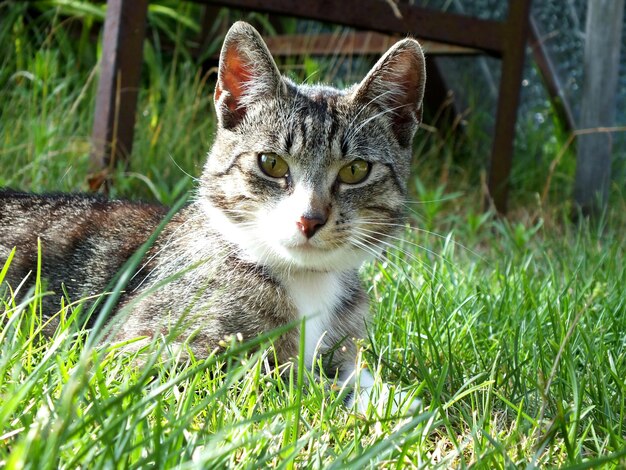 Porträt einer Katze auf dem Gras