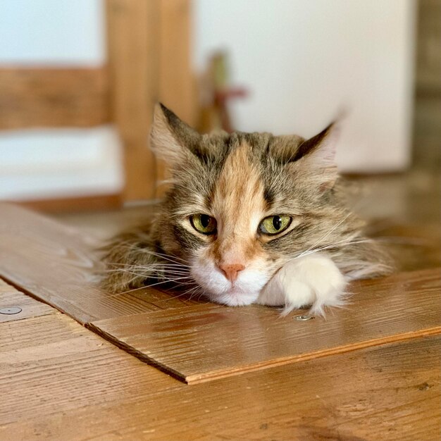 Foto porträt einer katze auf dem tisch zu hause