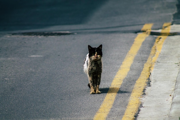 Porträt einer Katze auf der Straße in der Stadt