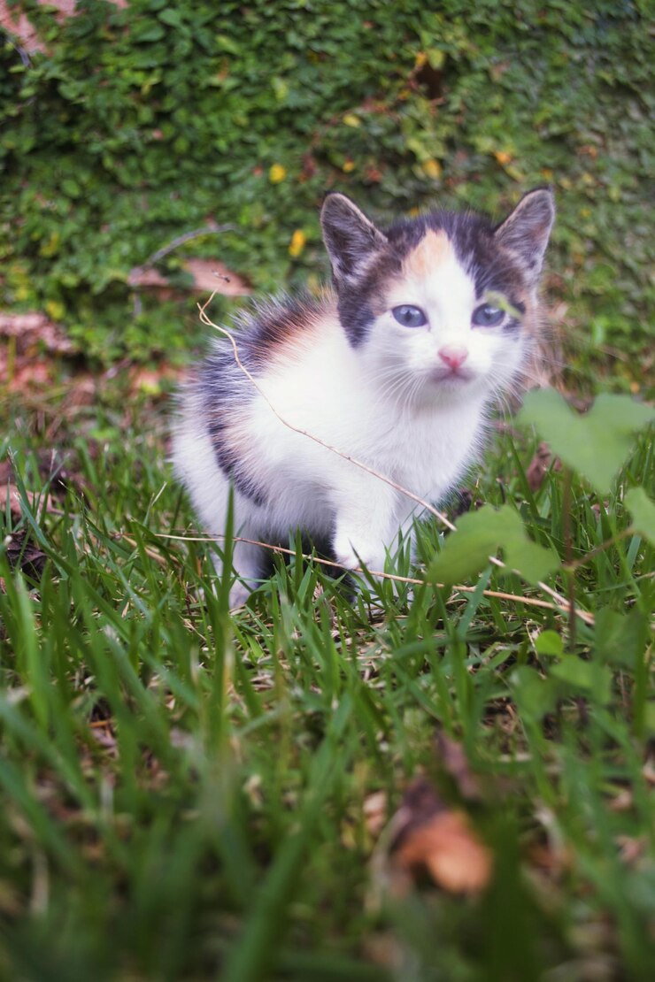 Foto porträt einer katze auf einem grasbewachsenen feld