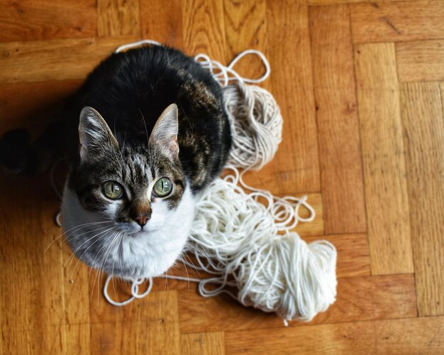 Foto porträt einer katze auf einem holzboden