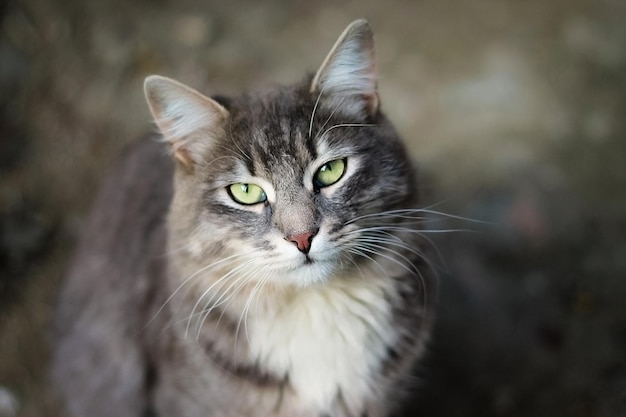 Foto porträt einer katze auf einem verschwommenen hintergrund