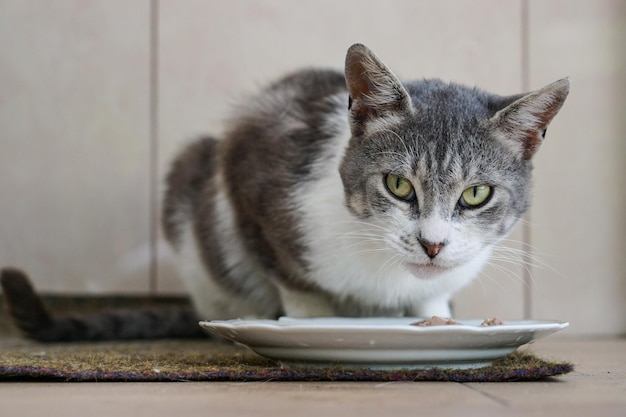 Porträt einer Katze, die an einem Teller auf einem Teppich sitzt