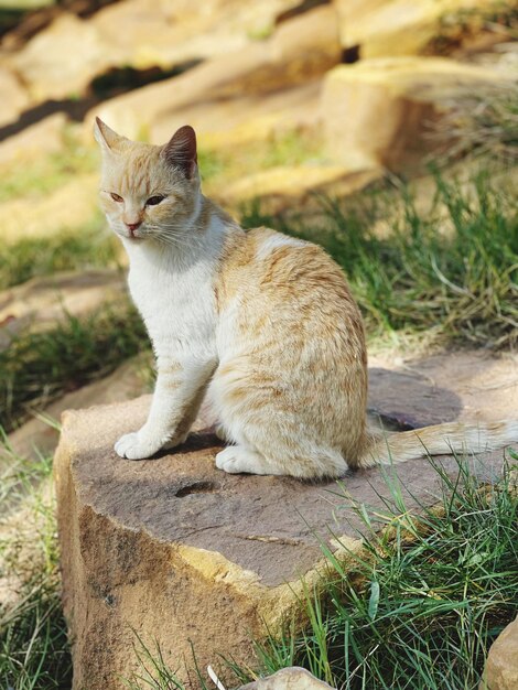 Foto porträt einer katze, die auf dem feld sitzt