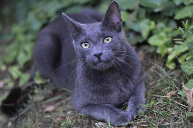 Porträt einer Katze, die auf dem Gras liegt