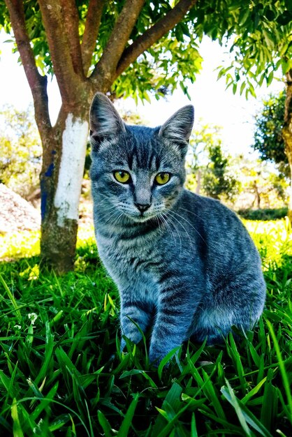 Foto porträt einer katze, die auf dem gras sitzt