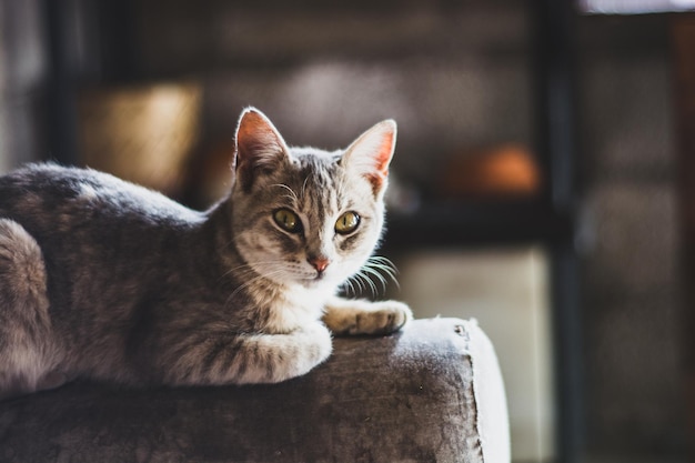 Porträt einer Katze, die auf dem Sofa sitzt