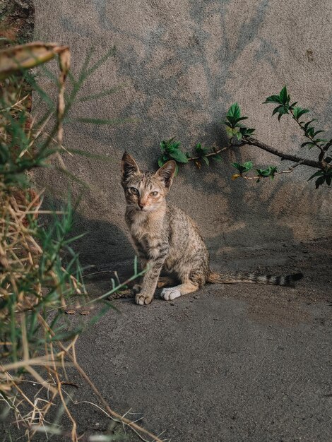 Foto porträt einer katze, die auf einer pflanze sitzt