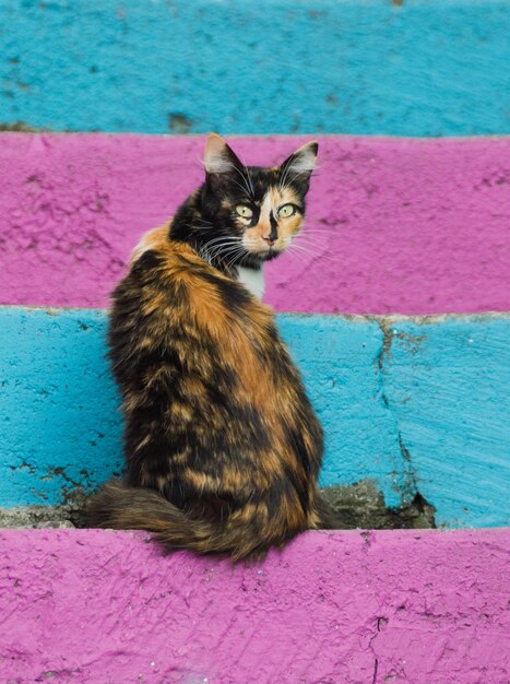 Foto porträt einer katze, die auf einer rosa treppe sitzt