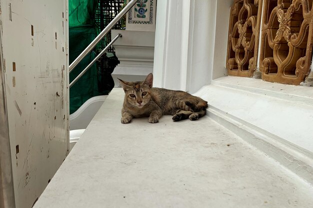 Porträt einer Katze, die auf einer Treppe sitzt
