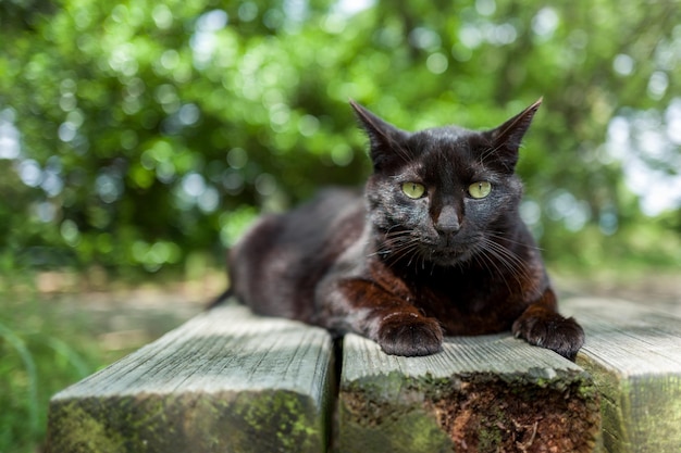 Porträt einer Katze, die auf Holz liegt